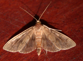 European Corn-borer